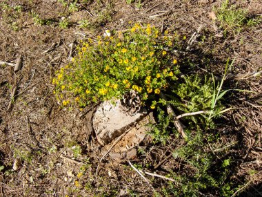 Doğa ve manzara Kudüs'te İsrail çevresinde      