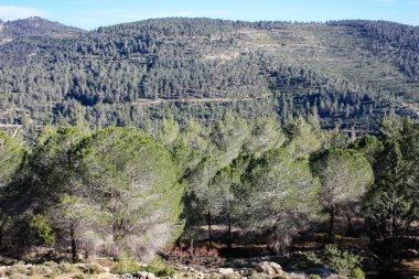 Doğa ve manzara Kudüs'te İsrail çevresinde      