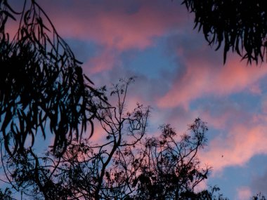 Doğa ve manzara Kudüs'te İsrail çevresinde      