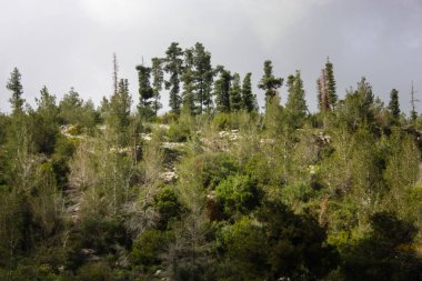 Doğa ve manzara Kudüs'te İsrail çevresinde      