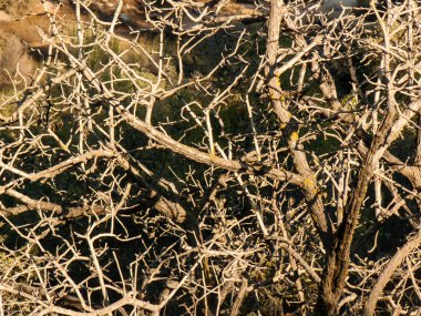 Doğa ve manzara Kudüs'te İsrail çevresinde      