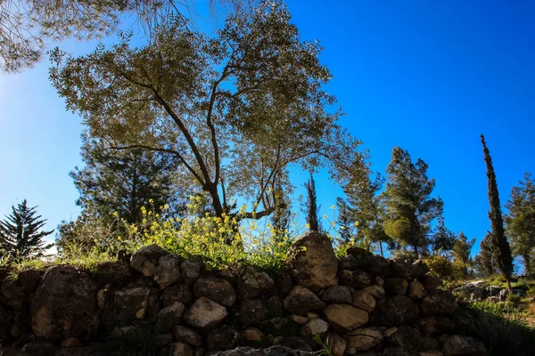 Příroda Krajina Kolem Jeruzaléma Izraeli — Stock fotografie