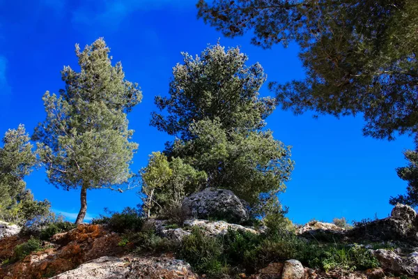 Natura Krajobraz Wokół Jerozolimy Izraelu — Zdjęcie stockowe