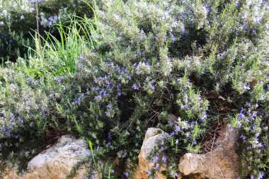 Doğa ve manzara Kudüs'te İsrail çevresinde      