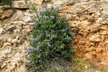 Doğa ve manzara Kudüs'te İsrail çevresinde      