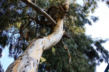 Doğa ve manzara Kudüs'te İsrail çevresinde      