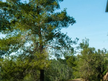 Doğa ve manzara Kudüs'te İsrail çevresinde      