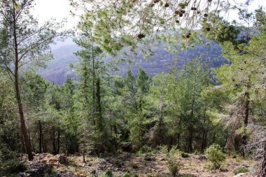 Doğa ve manzara Kudüs'te İsrail çevresinde      