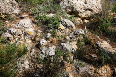 Doğa ve manzara Kudüs'te İsrail çevresinde      