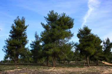 Doğa ve manzara Kudüs'te İsrail çevresinde      