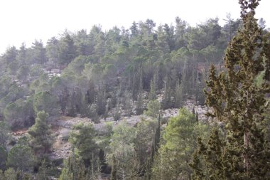 Doğa ve manzara Kudüs'te İsrail çevresinde      
