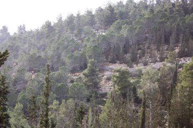Doğa ve manzara Kudüs'te İsrail çevresinde      