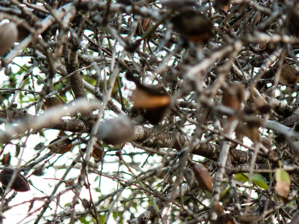 Natuur Landschap Rond Jeruzalem Israël — Stockfoto