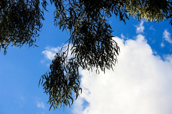 Nature Landscape Jerusalem Israel — Stock Photo, Image