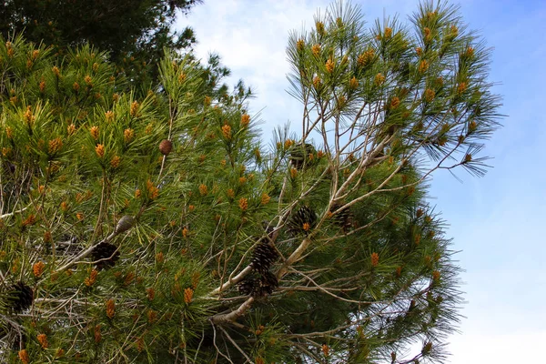 Natura Paesaggio Intorno Gerusalemme Israele — Foto Stock