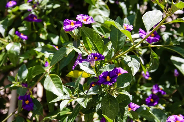 Primo Piano Fiori Colorati Israel — Foto Stock