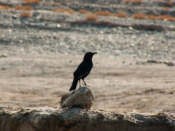 Gros Plan Des Oiseaux Dans Désert Néguev Israël — Photo