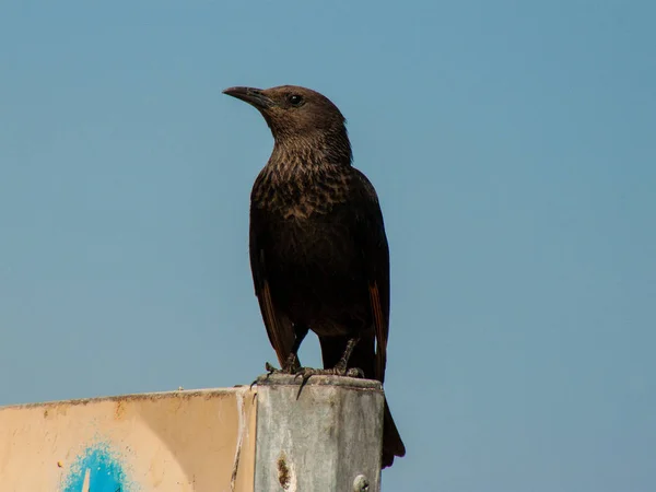 イスラエルのネゲヴ砂漠の鳥のクローズ アップ — ストック写真