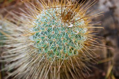 Kaktüs bitkisine yakın çekim