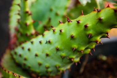 Kaktüs bitkisine yakın çekim