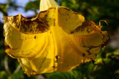 İsrail'den renkli çiçekler closeup      