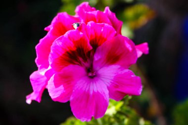 İsrail'den renkli çiçekler closeup      