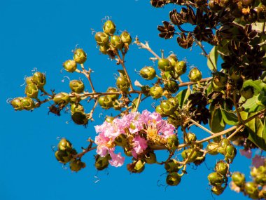 İsrail'den renkli çiçekler closeup      