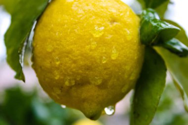 İsrail'den bir limon ağacı closeup