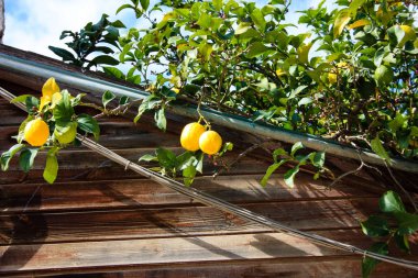 İsrail'den bir limon ağacı closeup