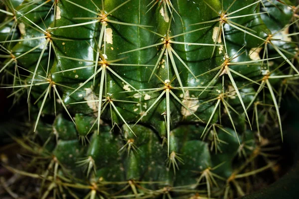 Zamknięcie Zakładu Kaktusowego — Zdjęcie stockowe