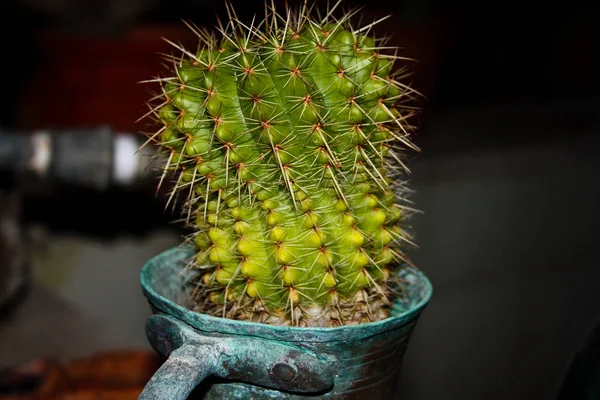 Closeup Cactus Plant — Stock Photo, Image