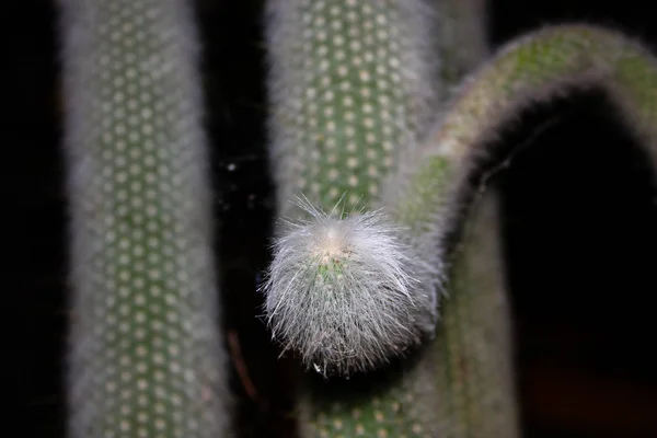 Kaktusz Növény Közelsége — Stock Fotó