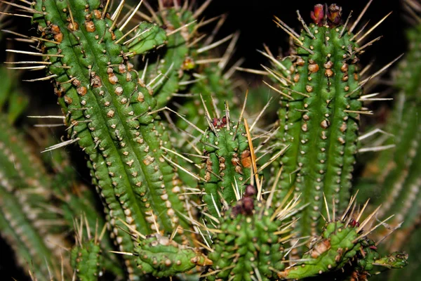 Detailní Záběr Kaktusové Rostliny — Stock fotografie