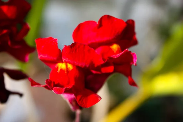 イスラエルから色とりどりの花のクローズ アップ — ストック写真