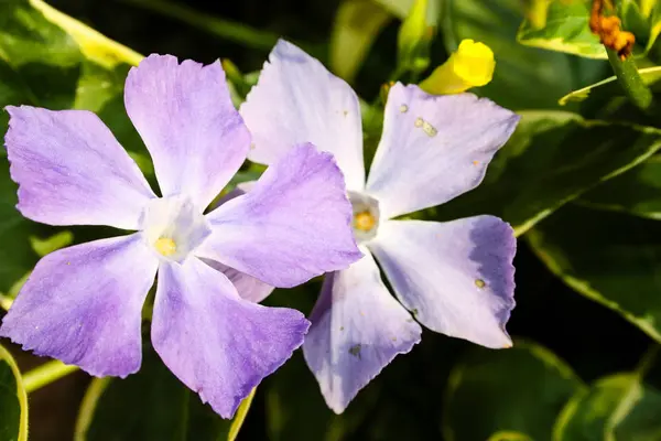 Primo Piano Fiori Colorati Israel — Foto Stock