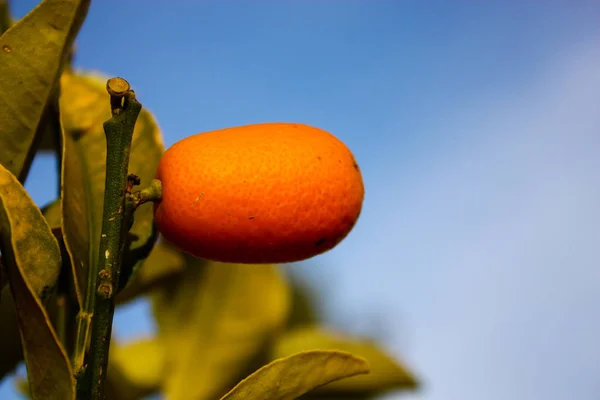 Nærbilde Liten Tangerine Fra Israel – stockfoto