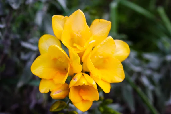 Close Van Kleurrijke Bloemen Uit Israël — Stockfoto