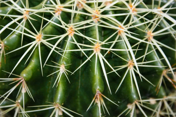 Zamknięcie Zakładu Kaktusowego — Zdjęcie stockowe