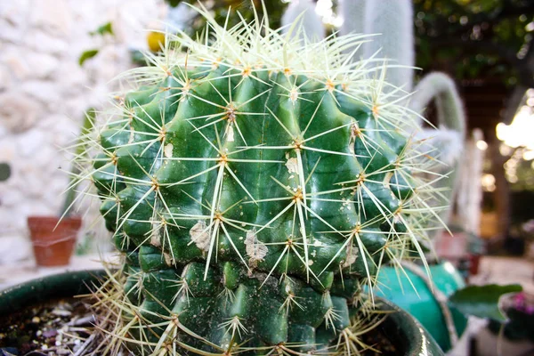 Primer Plano Una Planta Cactus —  Fotos de Stock