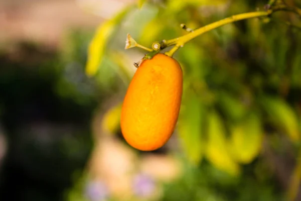 Nahaufnahme Einer Kleinen Mandarine Aus Island — Stockfoto