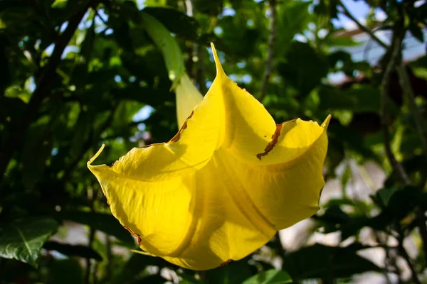 Nahaufnahme Bunter Blumen Aus Israel — Stockfoto