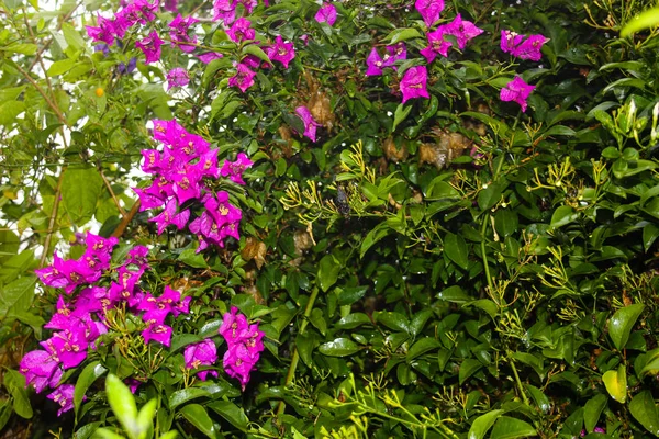 Closeup ของดอกไม นจากอ สราเอล — ภาพถ่ายสต็อก