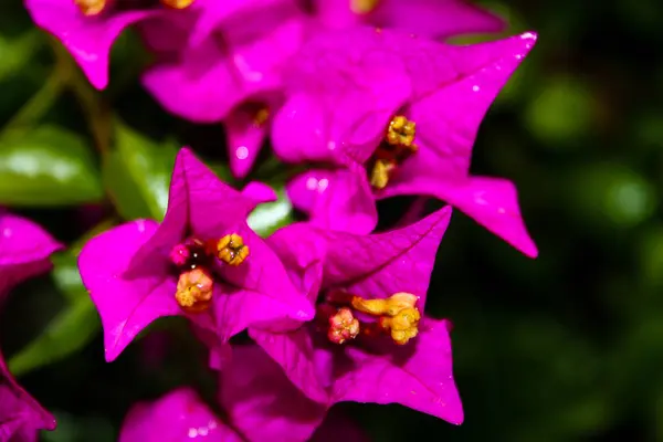 Srail Den Renkli Çiçekler Closeup — Stok fotoğraf