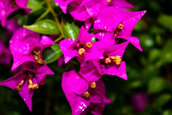 Close Flores Coloridas Israel — Fotografia de Stock