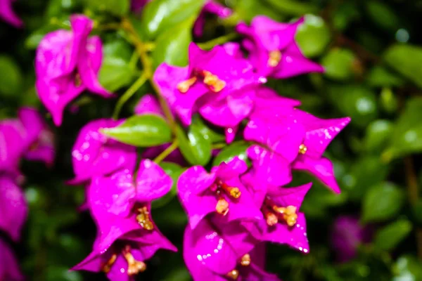 Close Flores Coloridas Israel — Fotografia de Stock
