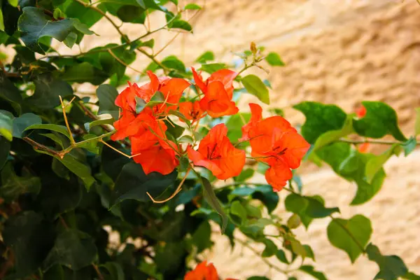 イスラエルからの花のクローズ アップ — ストック写真