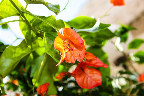 Close Flores Israel — Fotografia de Stock