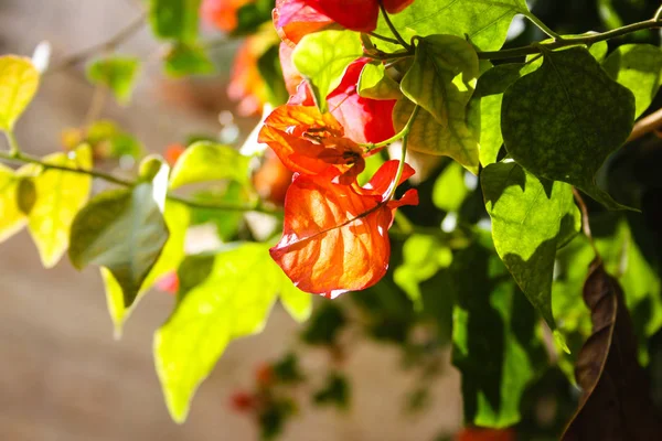 Close Flores Israel — Fotografia de Stock