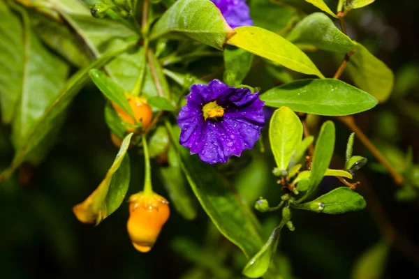 Primo Piano Fiori Israel — Foto Stock