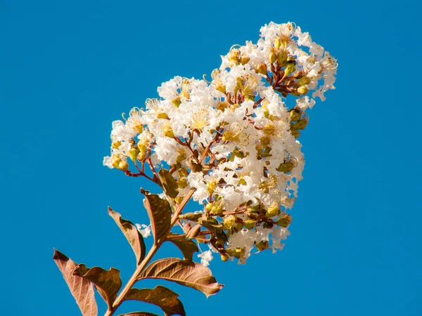 来自以色列的鲜花特写镜头 — 图库照片